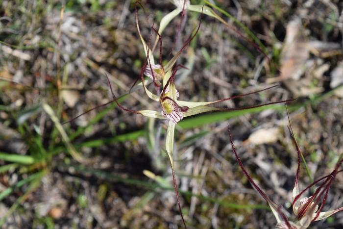 Caladenia Spider orchid-0004.JPG